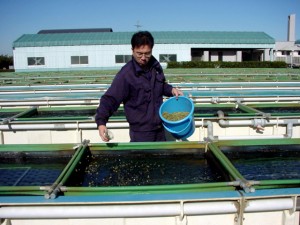 アワビ屋外水槽　飼育水槽　配合飼料の給餌