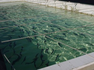 クロレラ水槽 培養水槽 親魚養成