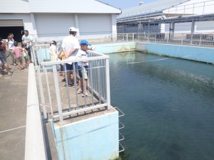 展示池　餌やり体験