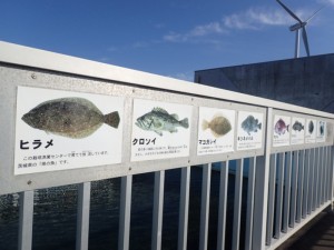 展示池ヒラメ、マコガレイ、クロソイ（成魚）